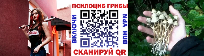 omg зеркало  Макушино  Псилоцибиновые грибы Psilocybine cubensis  как найти  